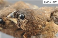 藏品(白腰文鳥)的圖片